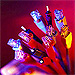 Molex Premise Networks